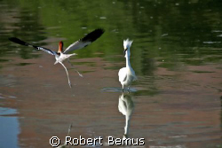 Drama at the cove/The poor Egret was minding its own busi... by Robert Bemus 